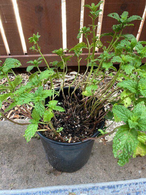 how to revive leggy brown stem mint plant