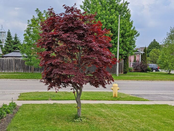 tree base flower box