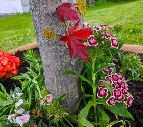 tree base flower box, Sweet William perennials