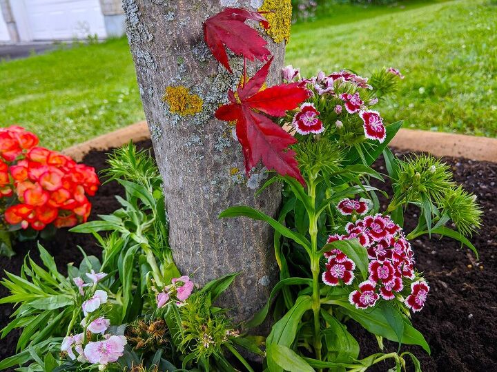 tree base flower box, Sweet William perennials