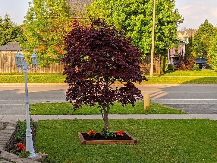 tree base flower box