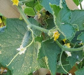 growing cucumbers from seed to harvest