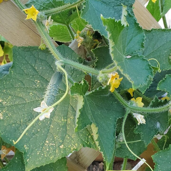 growing cucumbers from seed to harvest