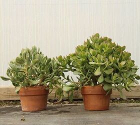 Repotting Jade Plants: How To Do It & Soil The Mix To Use