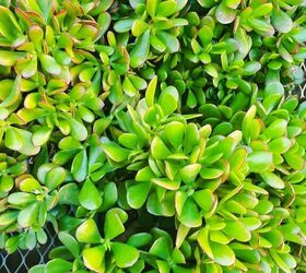 repotting jade plants how to do it soil the mix to use
