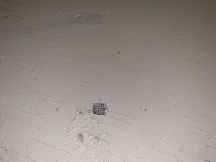 q half inch round holes in subfloor pest