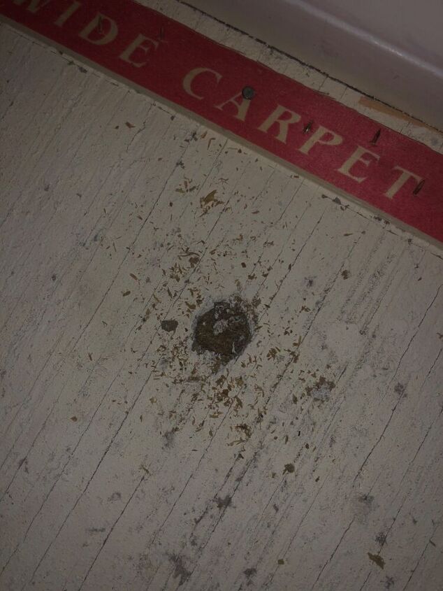 q half inch round holes in subfloor pest