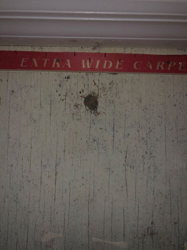 q half inch round holes in subfloor pest