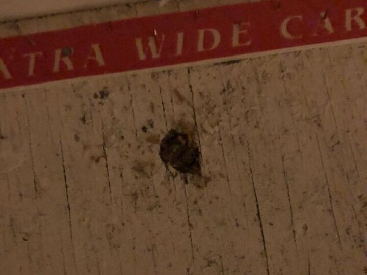 q almost perfectly round holes in subfloor any idea what pest