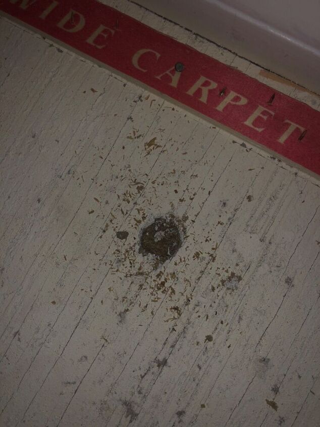 q almost perfectly round holes in subfloor any idea what pest