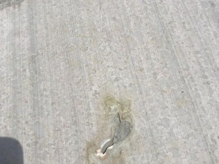 q flower scars on a new driveway concrete
