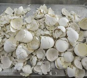 Save all your eggshells to solve this common garden problem