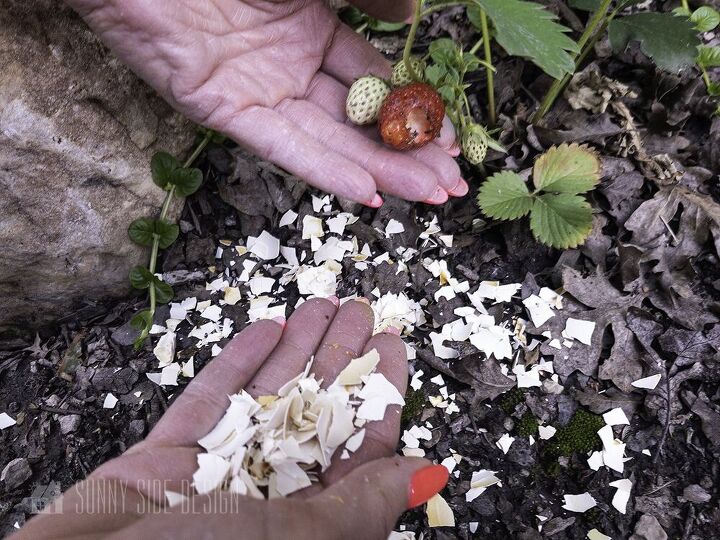 how to get rid of slugs eggshells in the garden