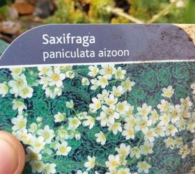 baby saxifraga plants