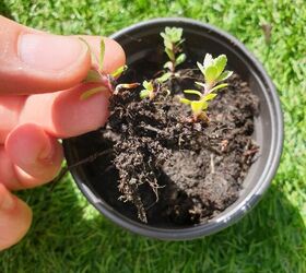 baby saxifraga plants