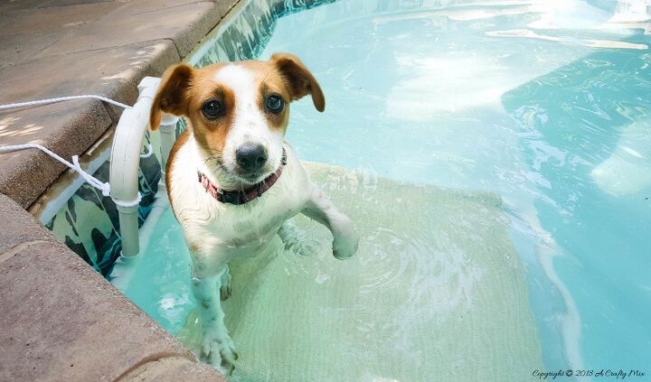 las 20 mejores ideas para piscinas que querr copiar este fin de semana, La construcci n de una rampa de la piscina del perrito Un verano de bricolaje