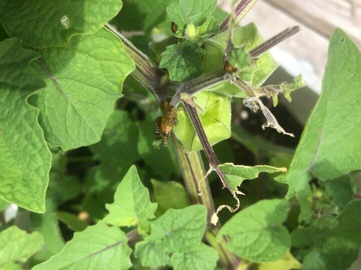 q what is on my ground cherry plant