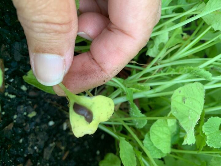 q help pests in my veggie garden