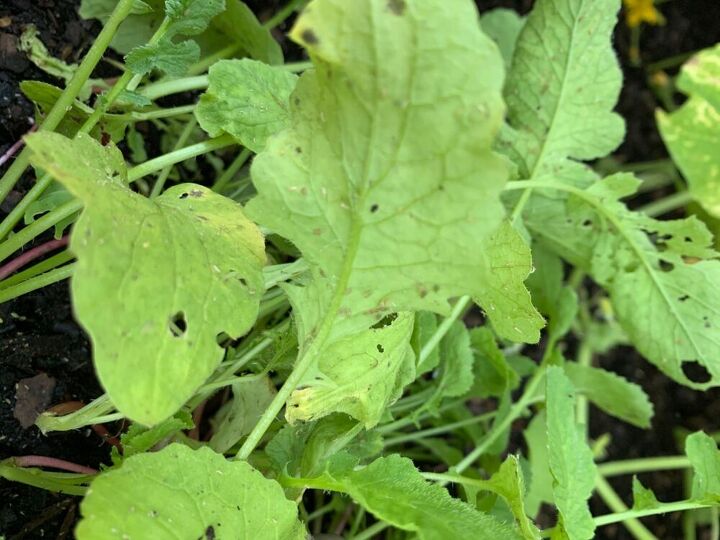 q help pests in my veggie garden