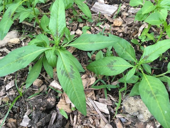 q is this a weed or a pepper