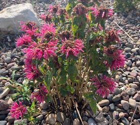 Why is my bee balm dying ?