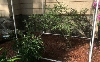 How to Build an Inexpensive Blueberry Bush Cover