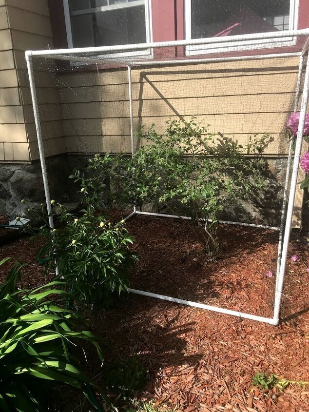 tobacco netting for blueberry bushes Bird Protects on Hoops-Frame Structures Minimum order Bird Netting for Blueberry Bushes,