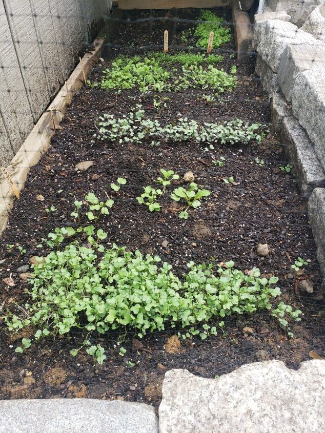 how i turned the space under my deck stairs into a deer proof garden