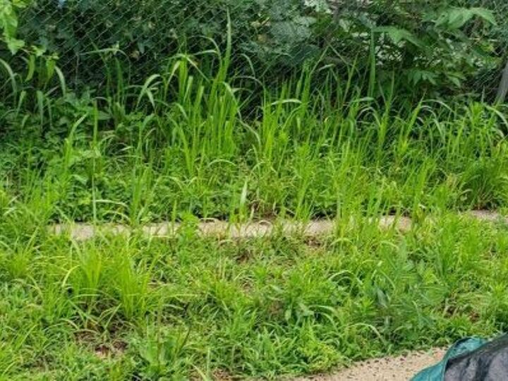 q border and garden bed