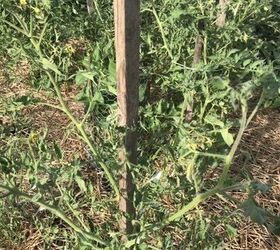 q tomato leaves withering