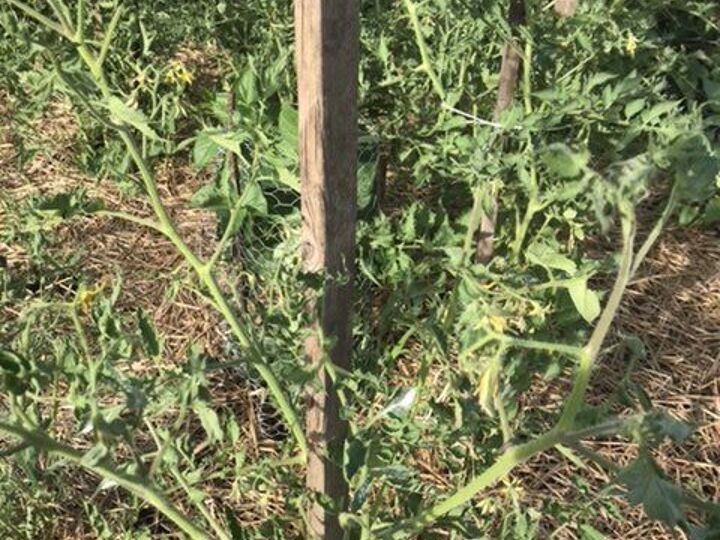 q tomato leaves withering