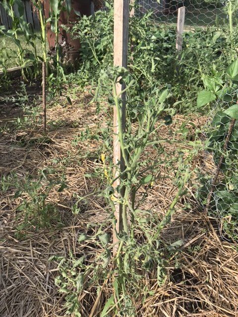 q tomato leaves withering