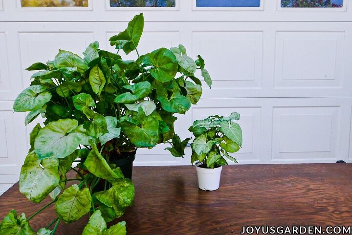 arrowhead plant propagation planting