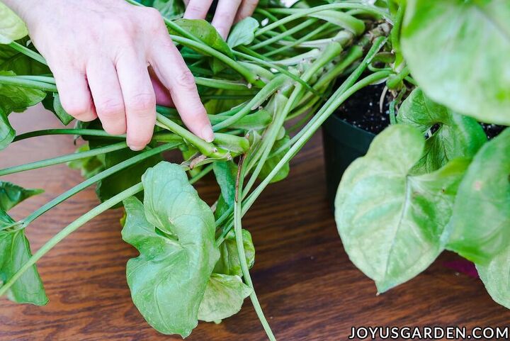 arrowhead plant propagation planting