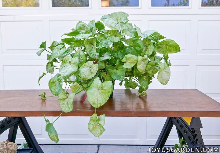 arrowhead plant propagation planting