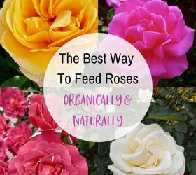 La mejor manera de alimentar las rosas de forma orgánica y natural
