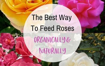 La mejor manera de alimentar las rosas de forma orgánica y natural