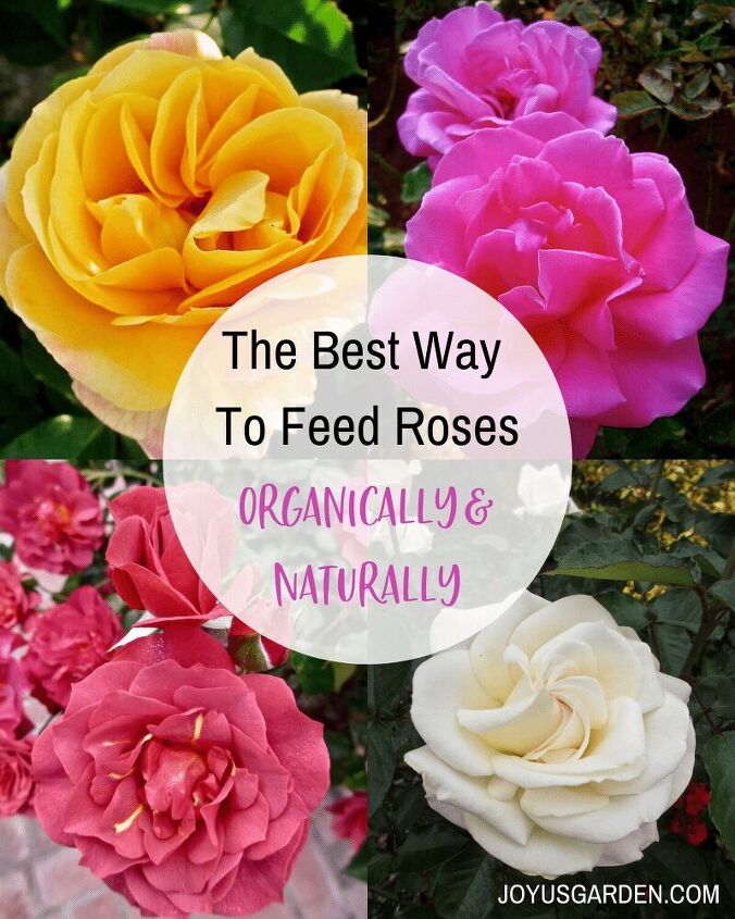 a melhor maneira de alimentar rosas organicamente e naturalmente