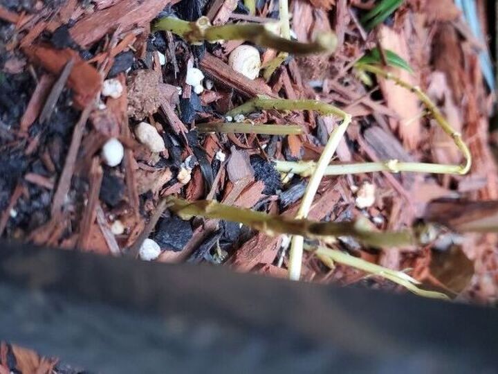 q something is eating my flowers what do i do
