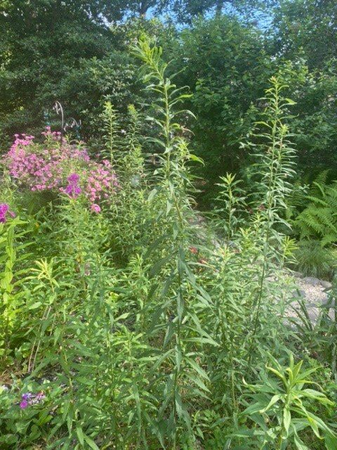 q weed or flower