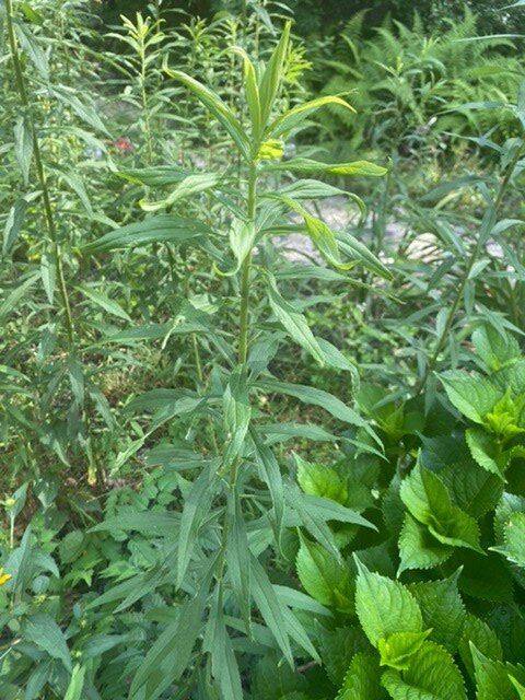 q weed or flower