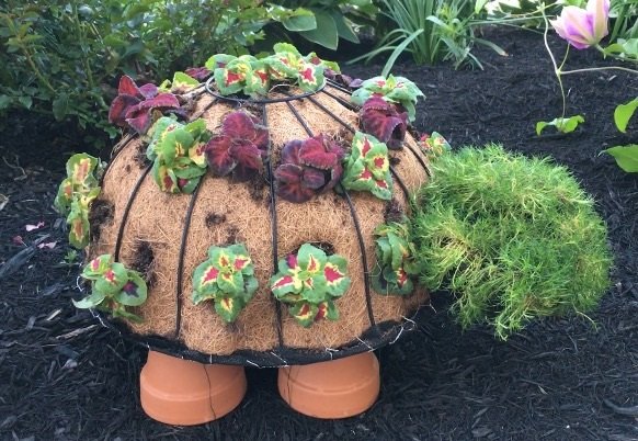 13 nuevas y caprichosas formas de decorar con plantas, Timmy la tortuga topiaria