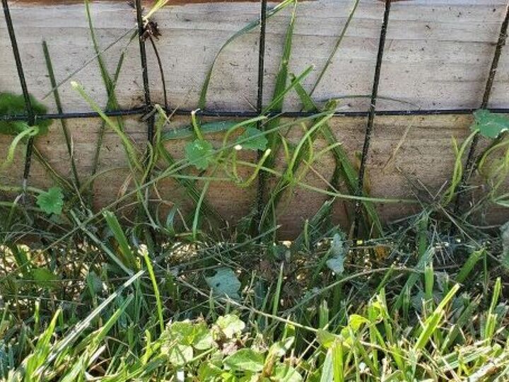 q staining fence