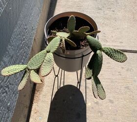 leaning beavertail cactus