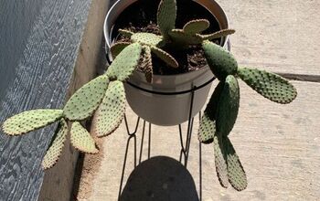 Leaning Beavertail Cactus?