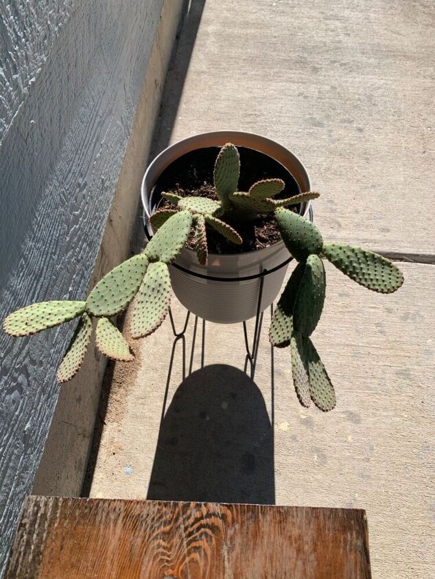 q leaning beavertail cactus