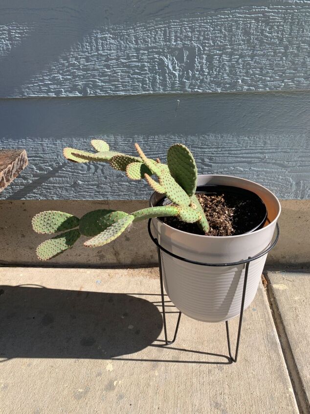 q leaning beavertail cactus