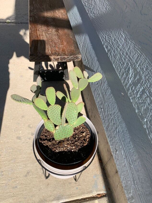 leaning beavertail cactus