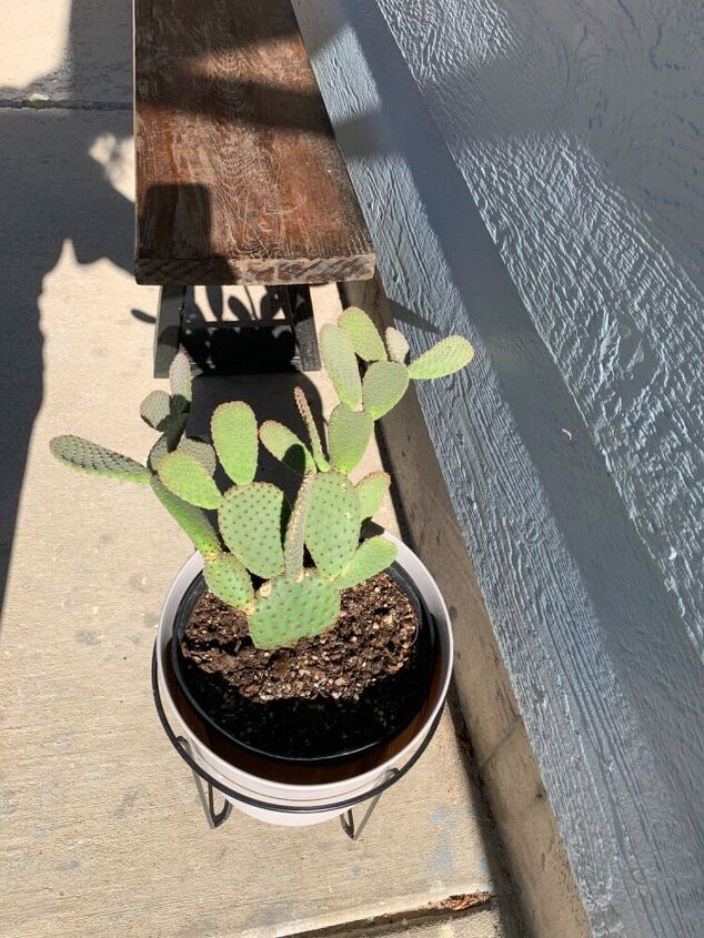 q leaning beavertail cactus