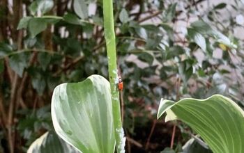 How to Release Ladybugs in the Garden for Pest Control